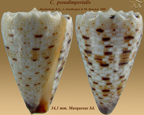 Conus pseudimperialis