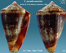 Conus pseudocuneolus httpsuploadwikimediaorgwikipediacommonsthu
