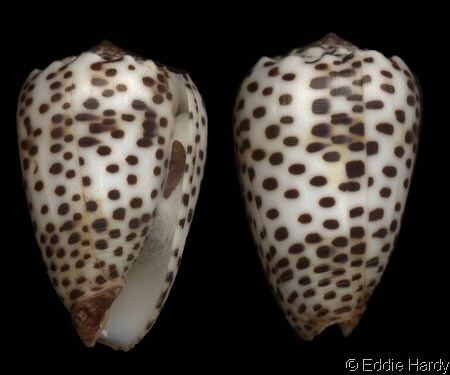 Conus pulicarius Puncticulis pulicarius pulicarius