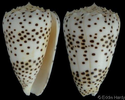 Conus pulicarius Puncticulis pulicarius pulicarius