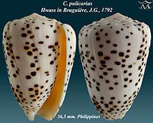 Conus pulicarius httpsuploadwikimediaorgwikipediacommonsthu