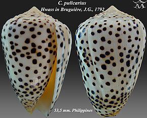 Conus pulicarius Conus pulicarius Wikipdia