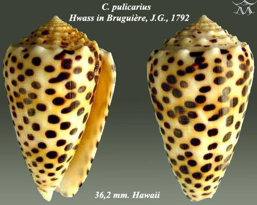 Conus pulicarius Conus pulicarius Hwass in Bruguire 1792 Checklist View