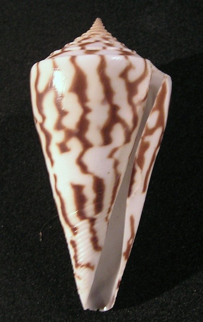Conus recurvus