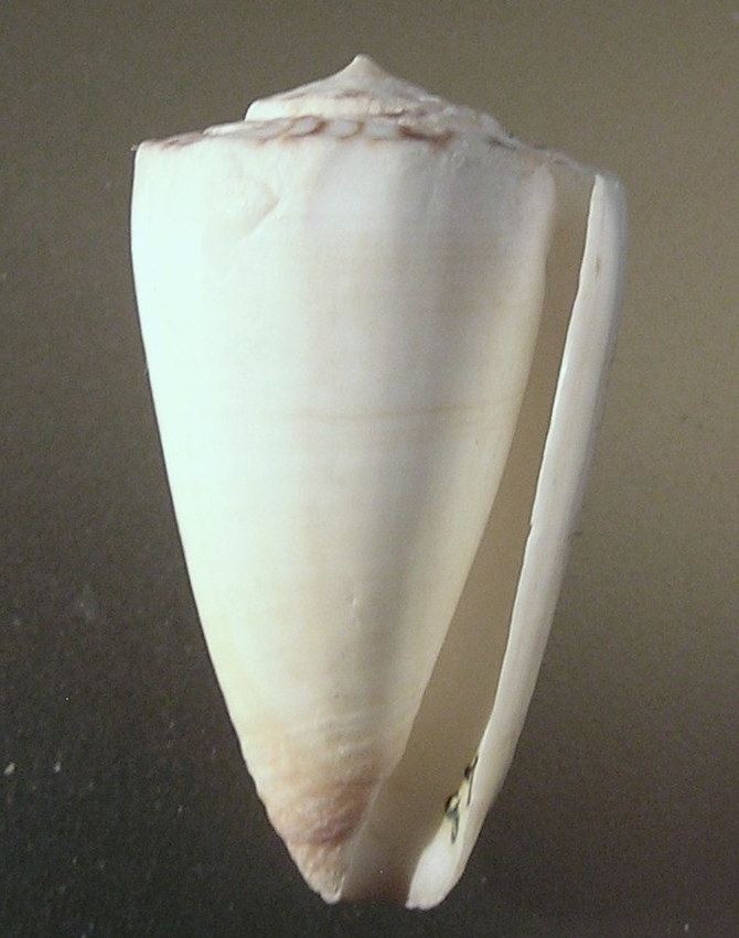 Conus reductaspiralis