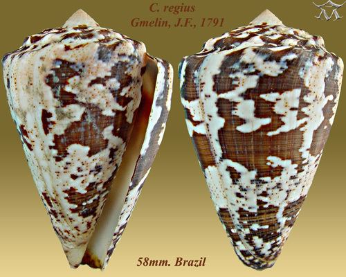 Conus regius Conus regius Crown cone