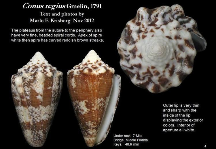Conus regius Conus regius Gmelin 1791 Let39s Talk Seashells