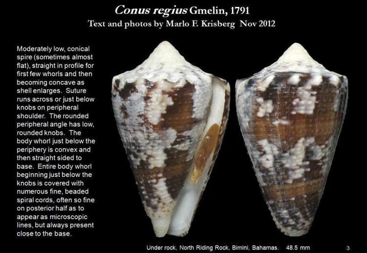 Conus regius Conus regius Gmelin 1791 Let39s Talk Seashells
