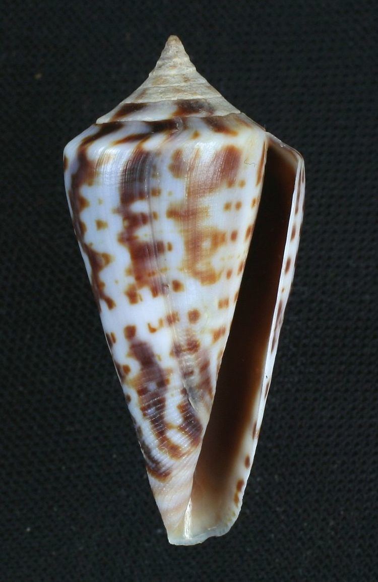 Conus regularis
