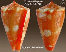 Conus richardbinghami httpsuploadwikimediaorgwikipediacommonsthu