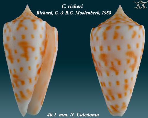 Conus richeri