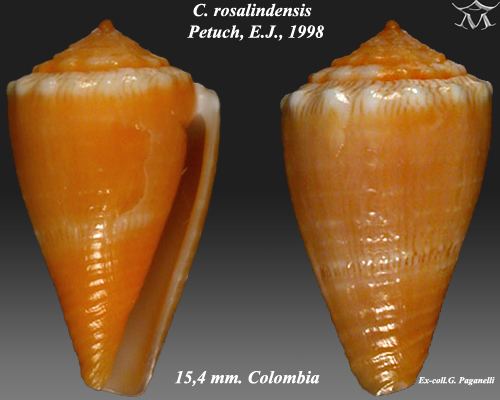 Conus rosalindensis