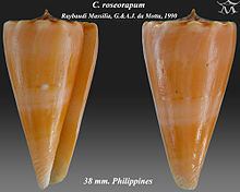Conus roseorapum httpsuploadwikimediaorgwikipediacommonsthu
