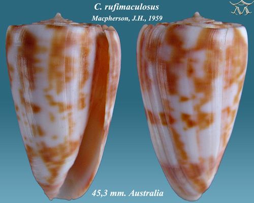Conus rufimaculosus