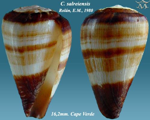 Conus salreiensis