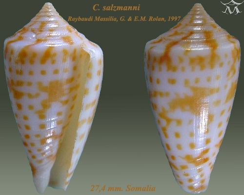 Conus salzmanni