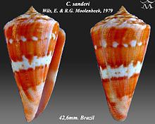 Conus sanderi httpsuploadwikimediaorgwikipediacommonsthu