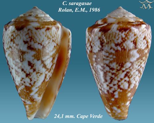 Conus saragasae