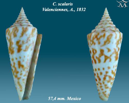 Conus scalaris