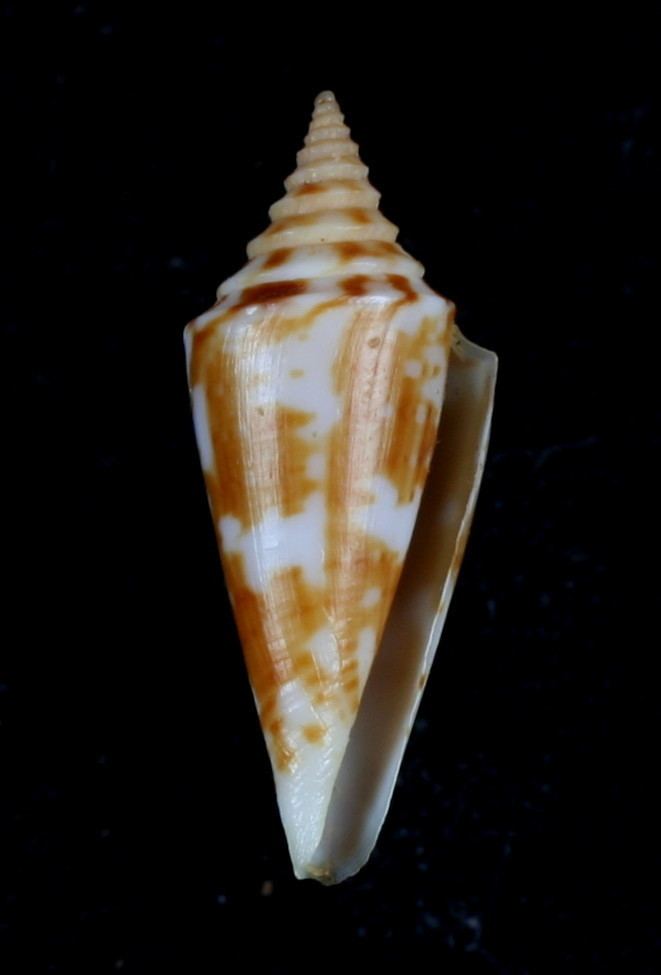 Conus scalarissimus