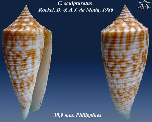 Conus sculpturatus