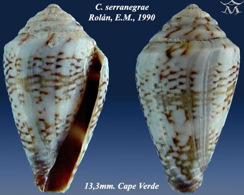 Conus serranegrae