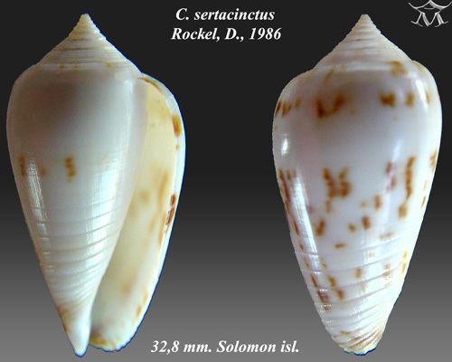 Conus sertacinctus