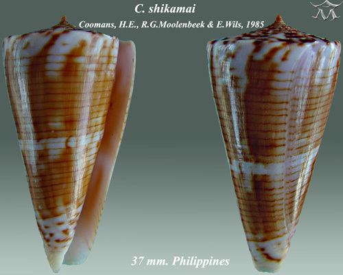 Conus shikamai