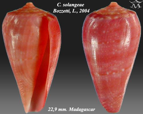 Conus solangeae