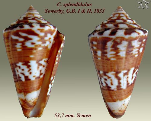 Conus splendidulus