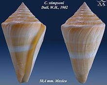Conus stimpsoni httpsuploadwikimediaorgwikipediacommonsthu