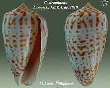 Conus stramineus httpsuploadwikimediaorgwikipediacommonsthu