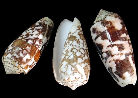Conus striatus Cone Shells from around the world