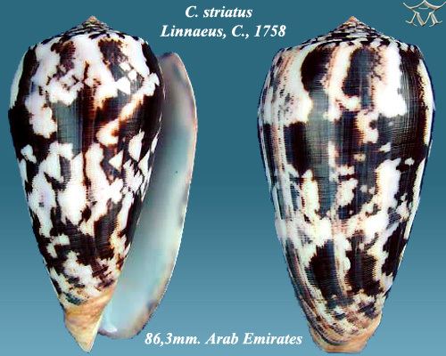 Conus striatus Conus striatus Linnaeus 1758 Checklist View