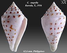Conus stupella httpsuploadwikimediaorgwikipediacommonsthu
