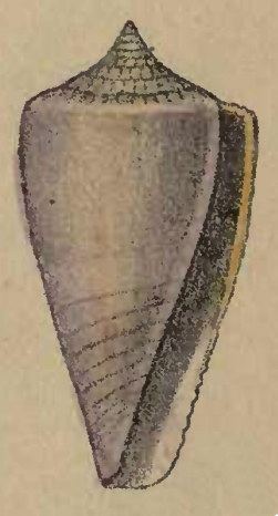 Conus submarginatus