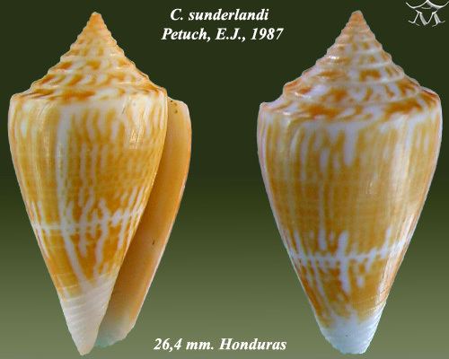 Conus sunderlandi