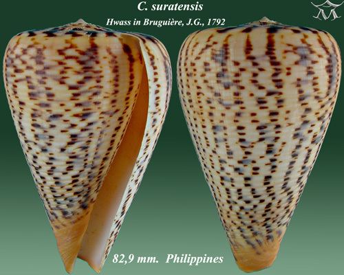 Conus suratensis
