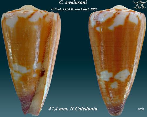 Conus swainsoni
