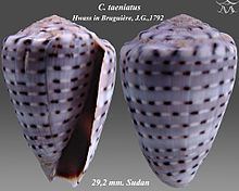 Conus taeniatus httpsuploadwikimediaorgwikipediacommonsthu