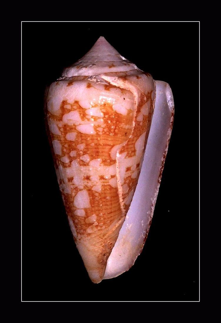 Conus telatus