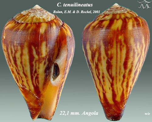 Conus tenuilineatus