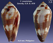 Conus tenuistriatus httpsuploadwikimediaorgwikipediacommonsthu