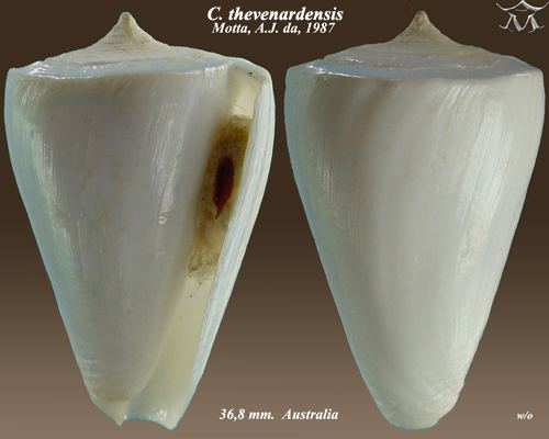 Conus thevenardensis