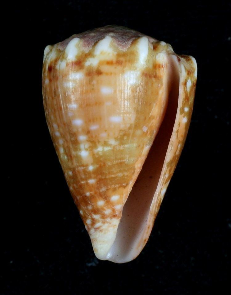 Conus tiaratus