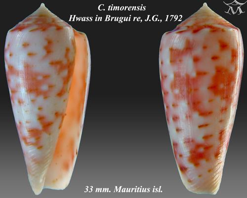 Conus timorensis