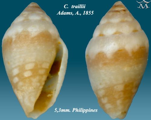 Conus traillii