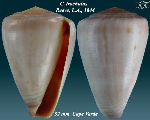 Conus trochulus