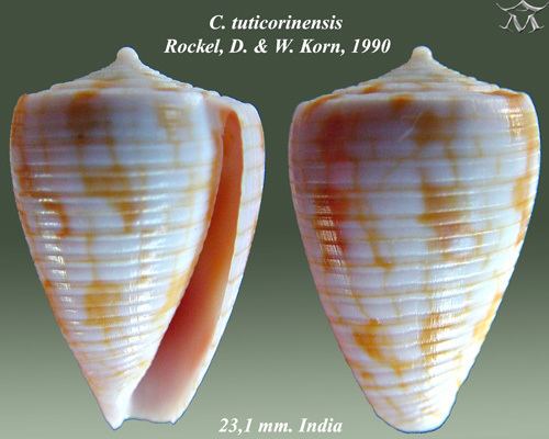 Conus tuticorinensis