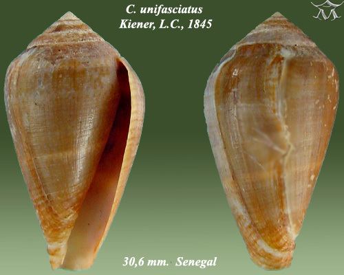 Conus unifasciatus